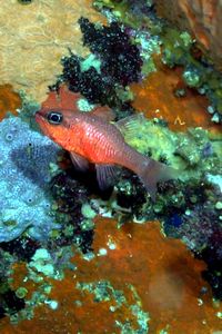 Re di triglie (Apogon imberbis)