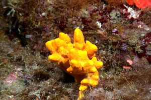 Spugna corna di daino (Axinella damicornis)