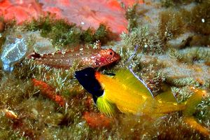 Peperoncino giallo (Tripterygion delaisi)