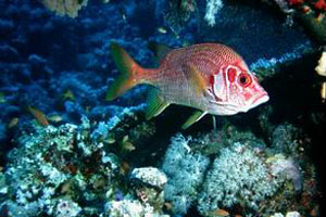 Pesce scoiattolo spinoso (Sargocentron spiniferum)