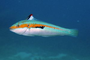 Donzella (Coris julis)