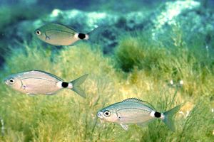 Occhiata (Oblada melanura)