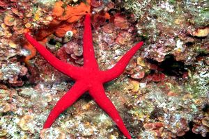 Stella arancio (Hacelia attenuata)