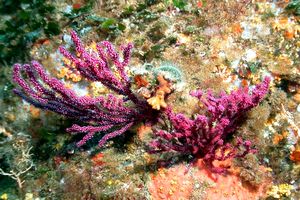 Gorgonia rossa (Paramuricea clavata)