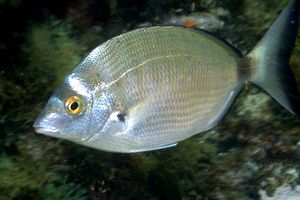 Sarago pizzuto (Diplodus puntazzo)