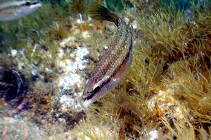 Tordo pavone (Symphodus tinca)