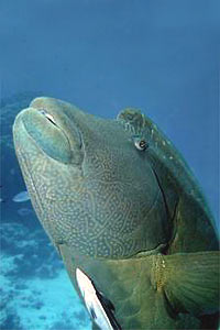 Pesce napoleone (Cheilinus undulatus)