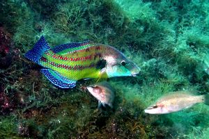 Tordo pavone (Symphodus tinca)