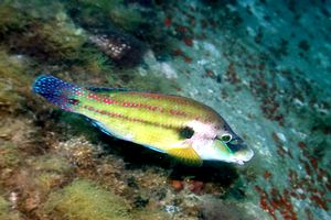 Tordo pavone (Symphodus tinca)