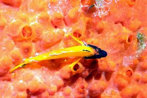 Peperoncino giallo (Tripterygion delaisi)