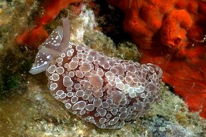 Bertella ocellata (Berthella ocellata)