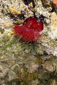 Pomodoro di mare (Actinia equina)