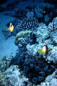 Pesce pagliaccio (Amphiprion bicinctus)