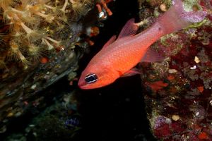 Re di triglie (Apogon imberbis)