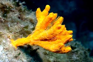 Spugna (Axinella polypoides)