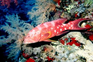 Cernia coda mezzaluna (Variola louti)