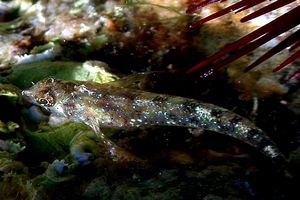 Peperoncino (Tripterygion tripteronotus)