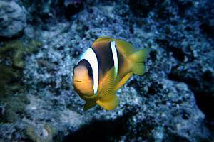 Pesce pagliaccio (Amphiprion bicinctus)