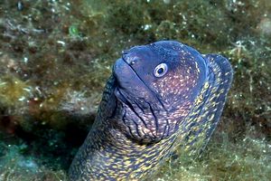 Murena (Muraena helena)