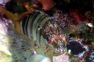 Sciarrano (Serranus scriba)