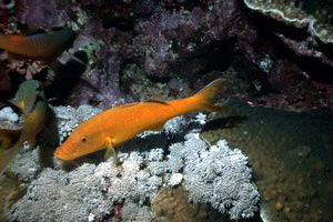 Triglia tropicale (Parupeneus cyclostomus)