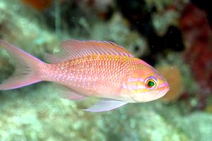 Castagnola rossa (Anthias anthias)