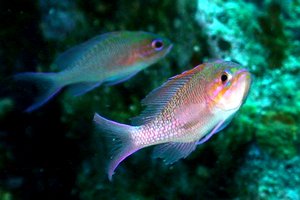 Castagnola rossa (Anthias anthias)
