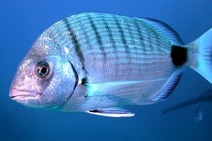 Sarago maggiore (Diplodus sargus sargus)