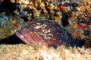 Cernia bruna (Epinephelus marginatus)