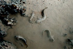 Perioftalmo (Periophtalmus vulgaris)