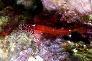 Peperoncino minore (Tripterygion melanurus)