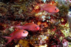 Castagnola rossa (Anthias anthias)