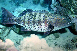 Cernia dei coralli del Mar rosso (Plectropomus pessuliferus marisrubri)