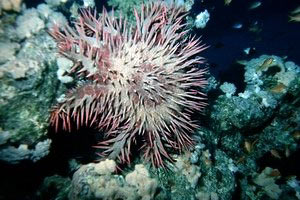 Stella corona di spine (Acanthaster planci)