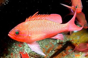 Castagnola rossa (Anthias anthias)