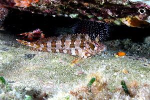 Bavosa ruggine (Parablennius gattorugine)