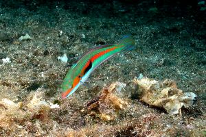 Donzella (Coris julis)