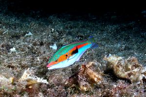 Donzella (Coris julis)