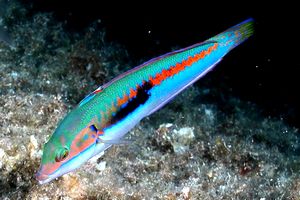 Donzella (Coris julis)