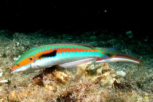 Donzella (Coris julis)