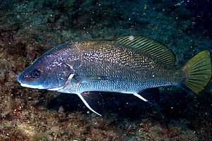 Corvina (Sciaena umbra)