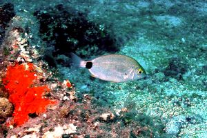 Sarago sparaglione (Diplodus annularis)