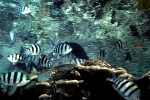 Pesce sergente (Abudefduf sexfasciatus)