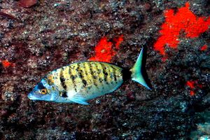 Sarago pizzuto (Diplodus puntazzo)