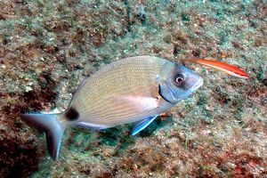 Sarago maggiore (Diplodus sargus sargus)