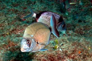 Sarago maggiore (Diplodus sargus sargus)