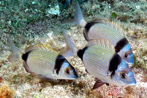 Sarago fasciato (Diplodus vulgaris)