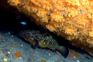 Cernia bruna (Epinephelus marginatus)