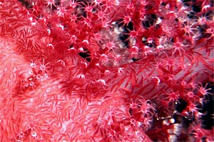 Alcionario (Dendronephthya sp.)