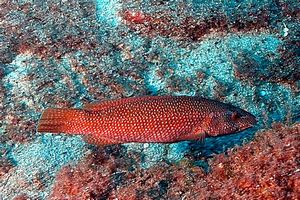 Tordo (Labrus viridis)